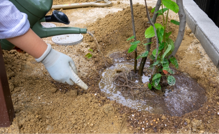 シンボルツリー植栽