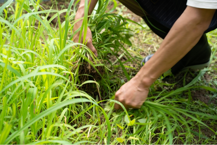 雑草対策